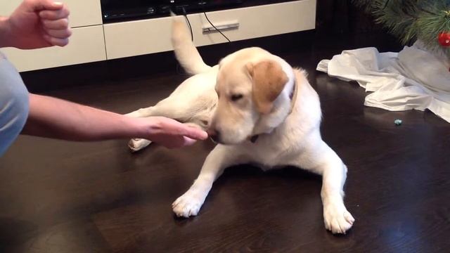 How to teach labrador to perform "stop" command - Как научить лабрадора команде "фу" смотреть онлайн