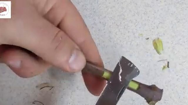 Настольная прививка винограда . Привитые саженцы винограда смотреть онлайн