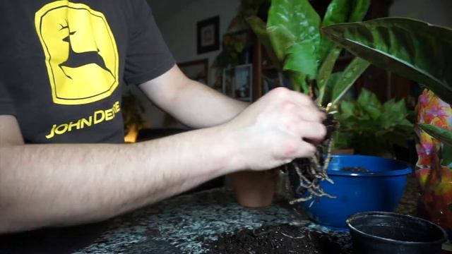 Anthurium Superbum| Repotting смотреть онлайн