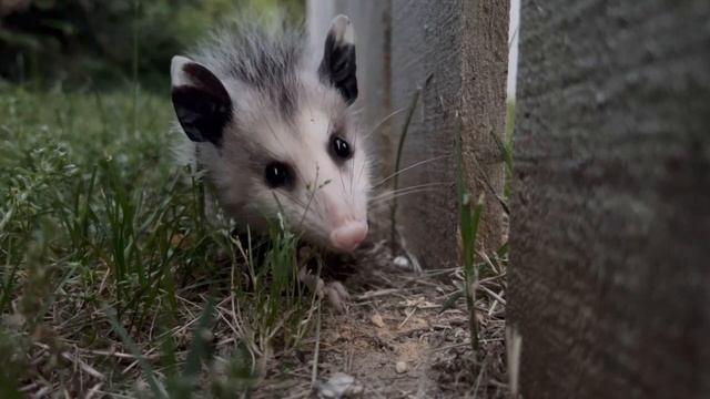 Opossum wakes up from playing dead смотреть онлайн