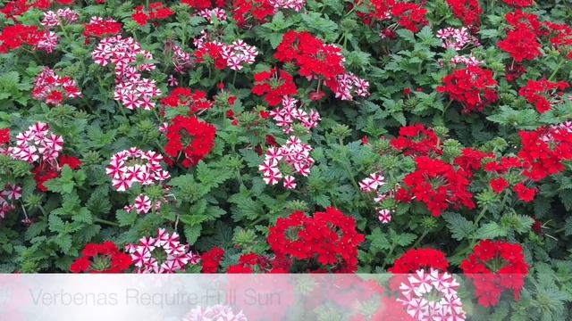 Verbena Care смотреть онлайн