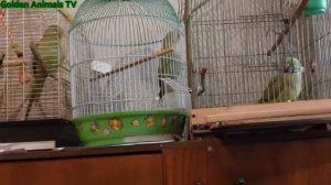 Ожереловьй Попугай Поют Звуки Птиц/Necklace Parrot Singing Sounds Of Birds /