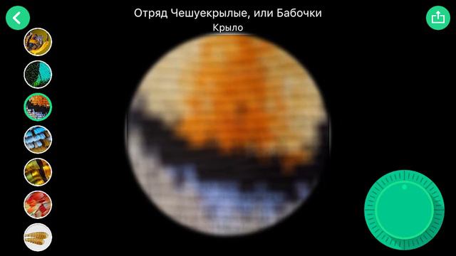 шоу С.П #11 в Виртуальной лаборатории (изучение строения Чешуйчатых или Бабочек// Бабочки) смотреть онлайн