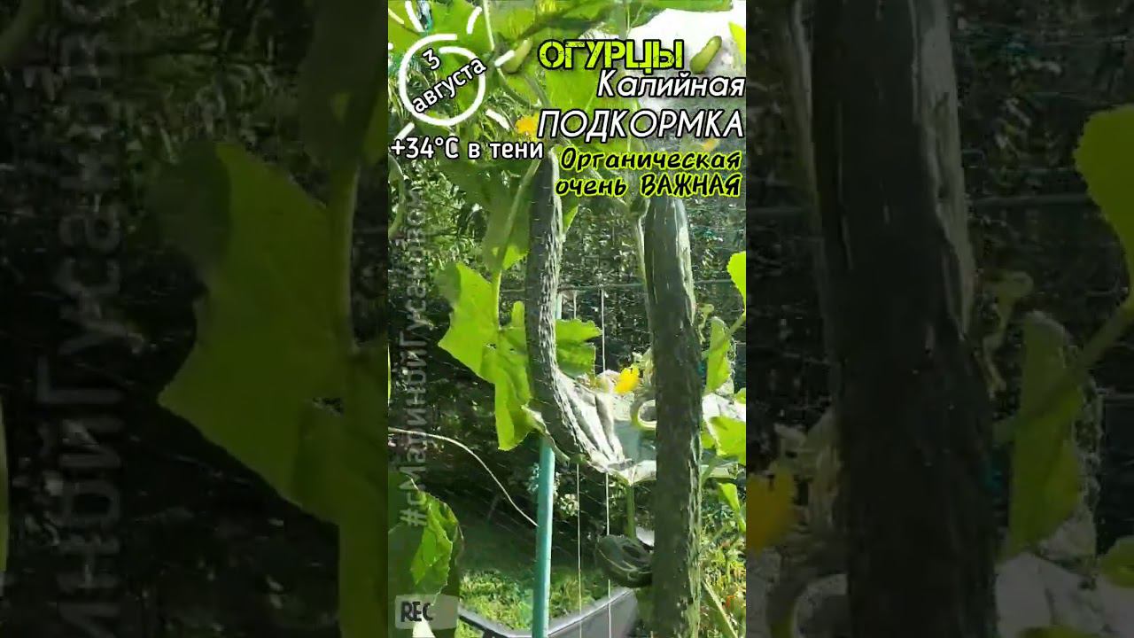 НАЧАЛО АВГУСТА. НАДО СДЕЛАТЬ ОГУРЦАМ ЭТУ ПОДКОРМКУ. Огурцы открытого грунта 3 августа смотреть онлайн
