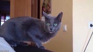 12 самых редких пород кошек в мире