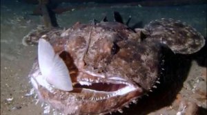 ТОП 10    САМЫЕ СТРАШНЫЕ  РЫБЫ