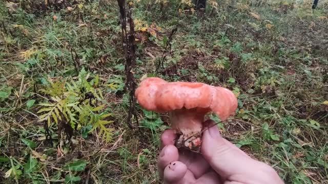 Рыжики. смотреть онлайн
