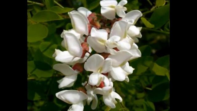 Robinia Pseudoacacia L. (with Translation Text)