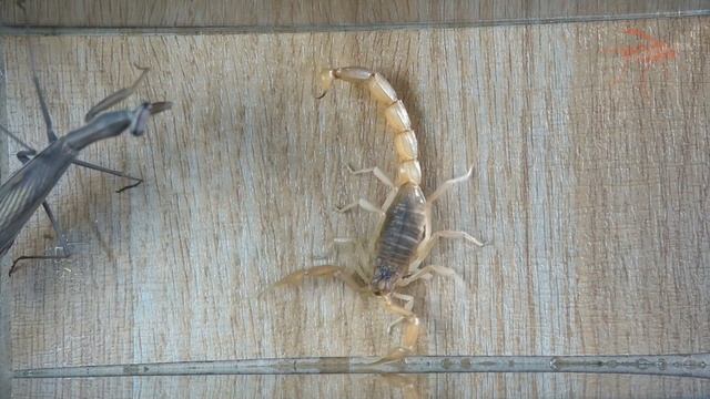 MANTIS DE LOS NARANJOS VS ESCORPIÓN MÁS GRANDE смотреть онлайн