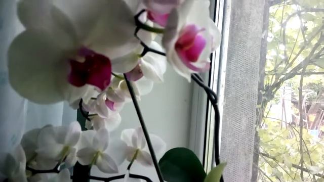 Орхидея фаленопсис цветение. смотреть онлайн
