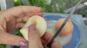 Персик Айс Пич (Ice Peach) Сигнальное плодоношение 2021 Дегустация