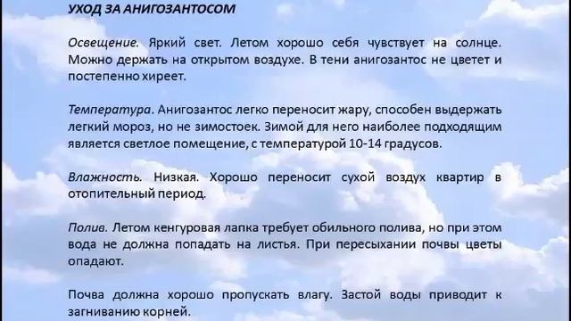 АНИГОЗАНТОС "ЛАПКИ КЕНГУРУ". смотреть онлайн