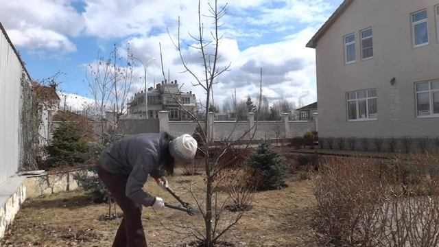 Обрезка дерева смотреть онлайн
