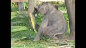 Смешные слонята: слоны приколы видео, купание слонов!