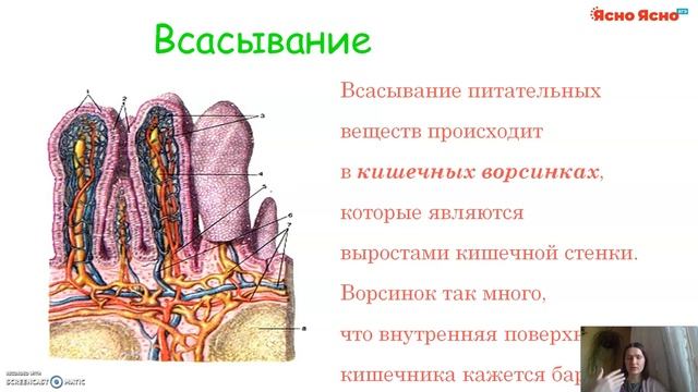 ЕГЭ по биологии 2021 | Пищеварительная система человека | Задания №22, 24, 25 | Ясно Ясно ЕГЭ смотреть онлайн