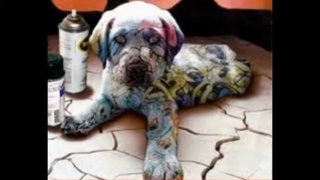funny photoshop animals смотреть онлайн