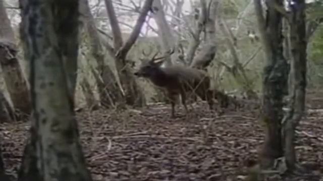 Very dangerous Dragons смотреть онлайн