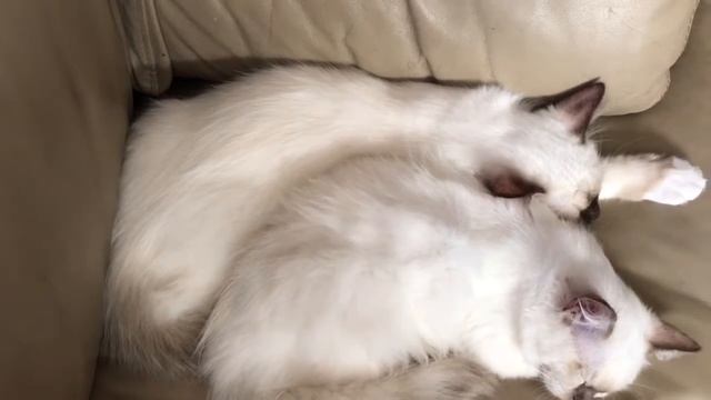Ragdoll kittens - Девочка лилового окраса и мальчик шоколадного - кто красивее? Сравним? смотреть онлайн