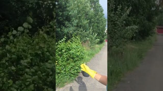 Обрезка ивы смотреть онлайн