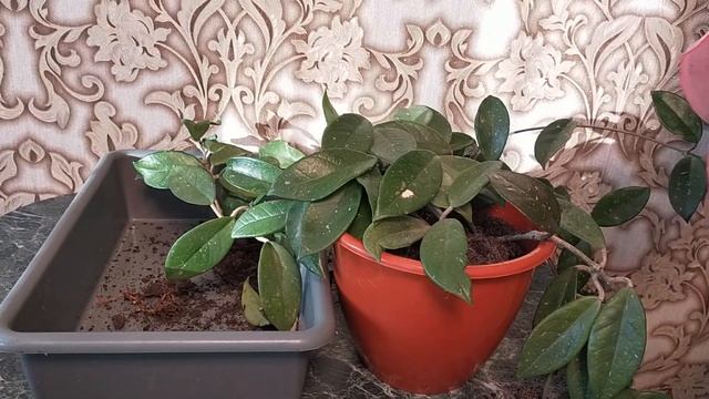 Хойя. Пересадка и уход смотреть онлайн