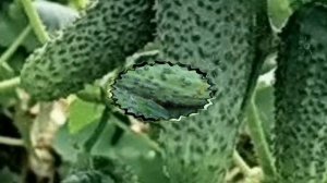 Герман - мой самый любимый и самый урожайный сорт огурца