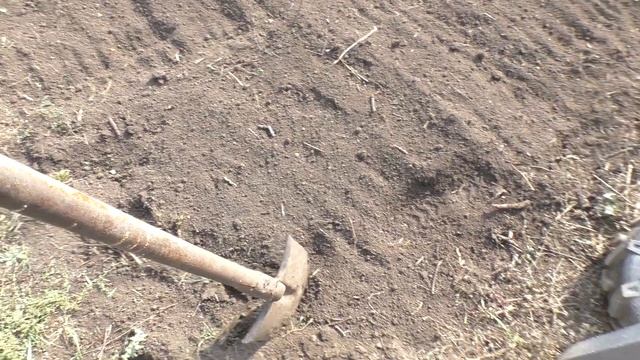 Грунт для рассаживания хвойных растений.Сколько соток земли нужно для доращивания 4-х,5-ти летки.