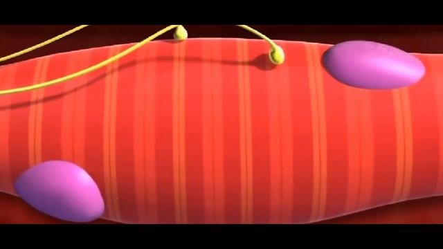 Почему после тренировки болят мышцы? Мышечная боль и способы устранения. Микротравматика. смотреть онлайн