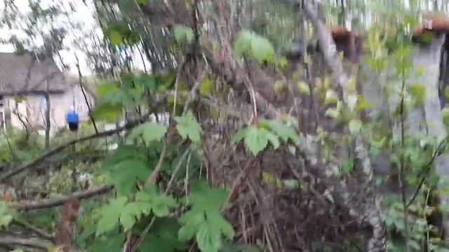 С дачи на дачу бегаю. Ничего не успеваю. смотреть онлайн