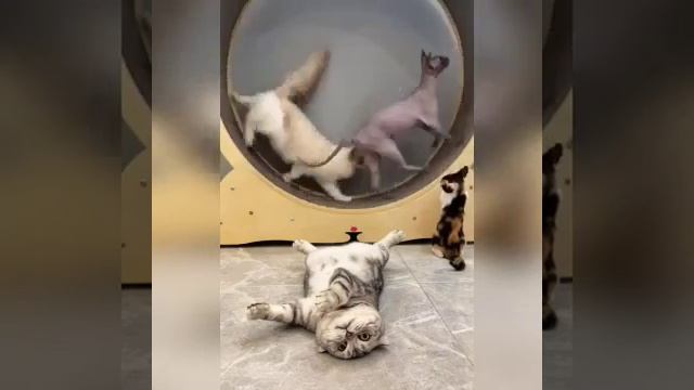 Кто как тренируется смотреть онлайн
