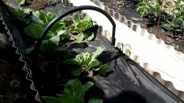 Уличные томаты сорт (Ирина и Яблонька России) смотреть онлайн