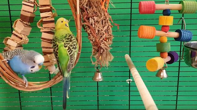 Budgie Sounds For Lonely Birds