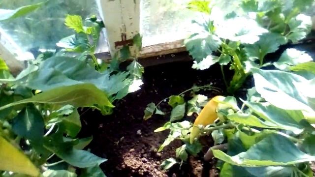 Замечательный перец "Банановый десерт" смотреть онлайн