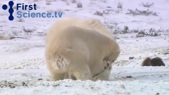дружба животных смотреть онлайн