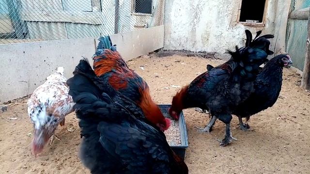 Знакомство с новой семьёй кур породы Маран черномедный!!! смотреть онлайн
