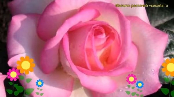 Роза плетистая Фреш Пинк. Краткий обзор, описание характеристик, где купить саженцы Fresh Pink