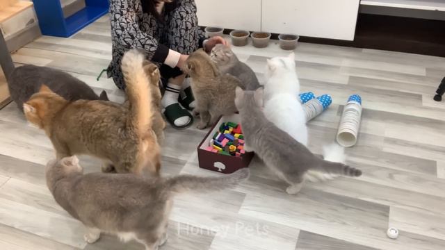 You Laugh You Lose 😂 Funniest Animals 2024 😻🐶 Part 14 смотреть онлайн