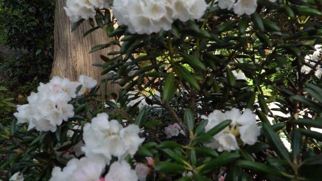 Rhododendron Species Botanical Garden for Blue Poppy смотреть онлайн