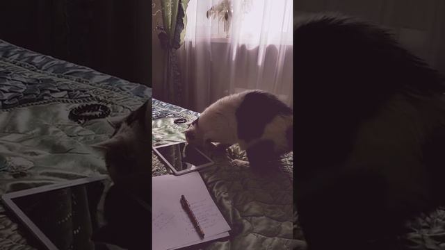 Кот и мышь смотреть онлайн