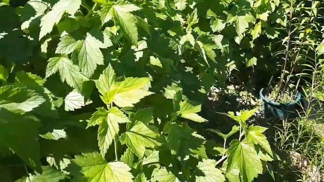 Укореняю черенки калины Бульдонеж. смотреть онлайн