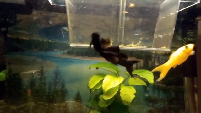 Моллинезии. Определение пола. Как отличить самца от самки. смотреть онлайн