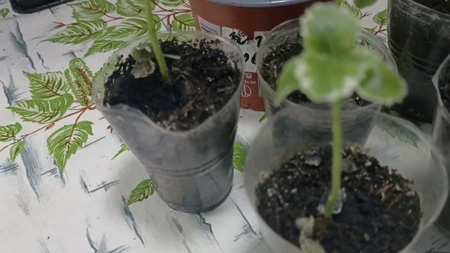 Сибирь.Плектрантус с вариегатным листом и Будра плющевидная с вариегатным листом. смотреть онлайн