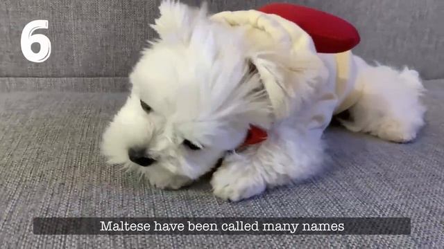 10 THINGS YOU DID NOT KNOW ABOUT MALTESE DOGS смотреть онлайн