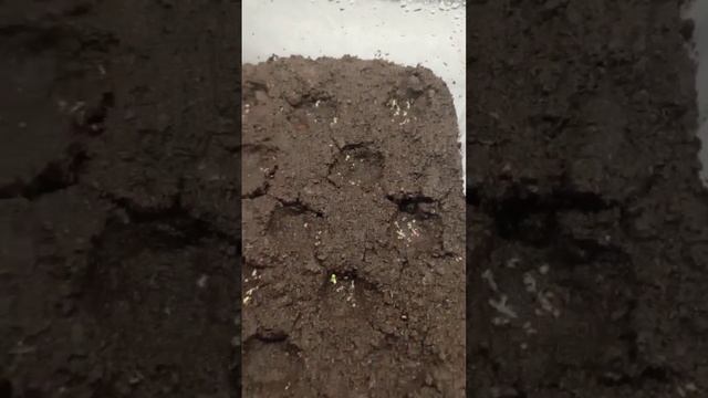 ?? Земляника взошла. Руяна... смотреть онлайн