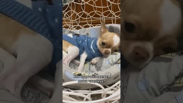 Чихуахуа и дети смотреть онлайн