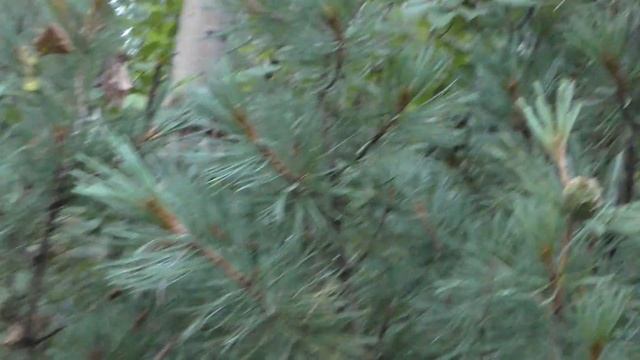 Экспедиция Токинско Становой национальный парк Стоянка на устье Оконона смотреть онлайн