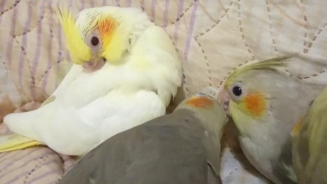 Самка кореллы и птенцы. Нежность мамы к детям смотреть онлайн