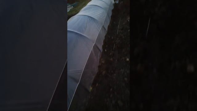 Зелень под плёнки смотреть онлайн