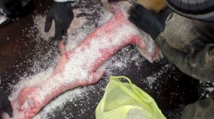 Засолка лисьей шкуры,начальный этап выделка шкуры лисы.