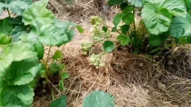 ?Укоренение усов клубники.Уход за маточником.? смотреть онлайн