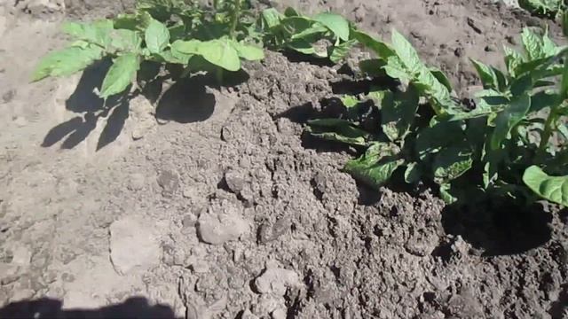 Лучший окучник своими руками Чертежи, шаблоны смотреть онлайн